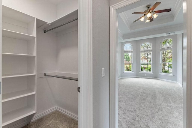 spacious closet featuring visible vents, carpet flooring, a raised ceiling, and ceiling fan