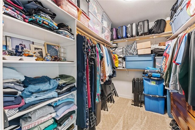 walk in closet with carpet flooring