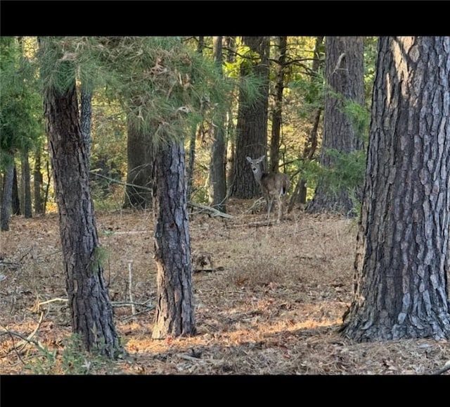 5 College St, Eureka Springs, AR 72632 - view of local wilderness