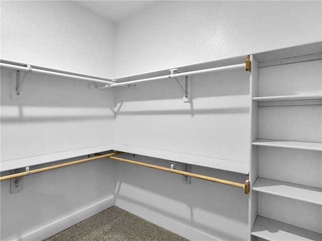spacious closet featuring carpet