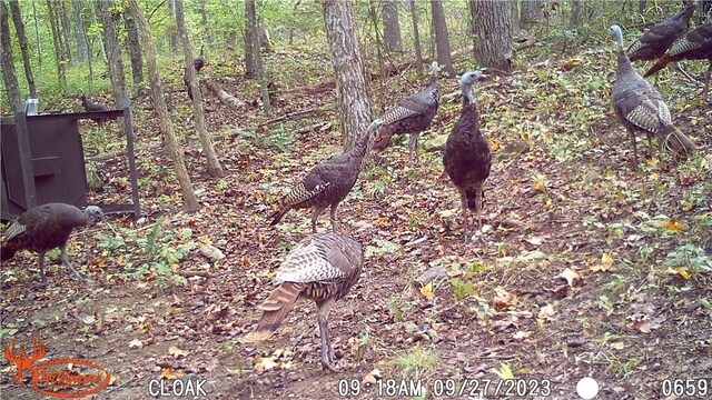 TBD Madison 2707, Kingston, AR 72742 - photo 36