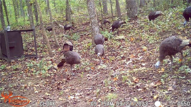 TBD Madison 2707, Kingston, AR 72742 - photo 37