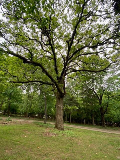 449 N Assembly Dr, Fayetteville, AR 72701 - view of green lawn