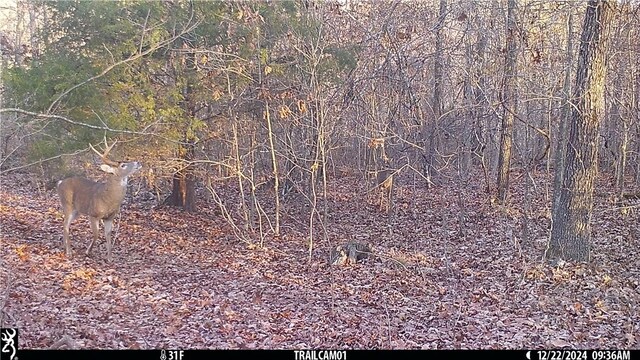 143 Horton Rd, Powell, MO 64861 - photo 20