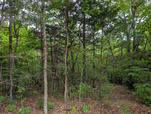 Sutton Pl, Harrison, AR 72601 - photo 2