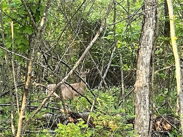 163ACRES Low Gap Rd, West Fork, AR 72774