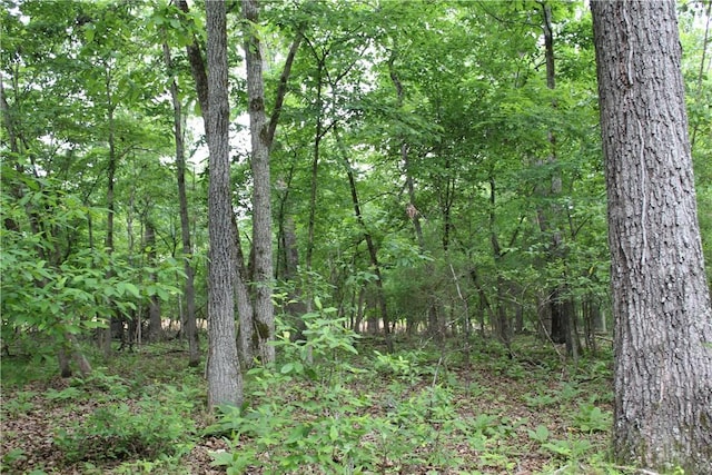 1739 Mc 6070, Flippin, AR 72634 - view of woods