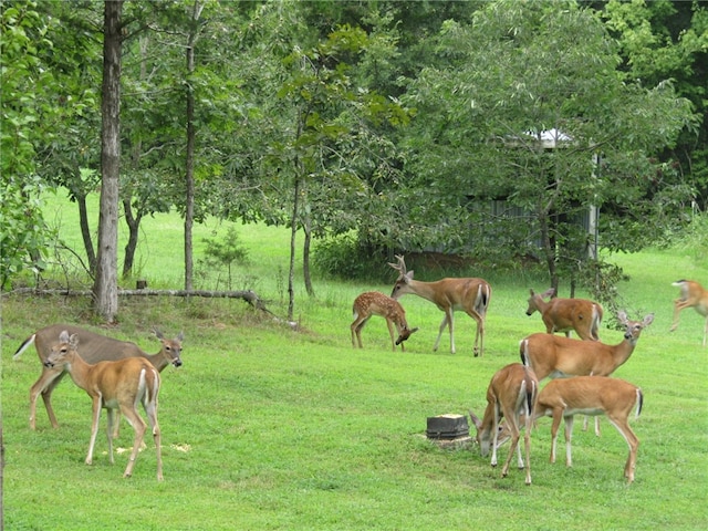3139 Madison Unit 2405, Huntsville, AR 72740 - view of property's community