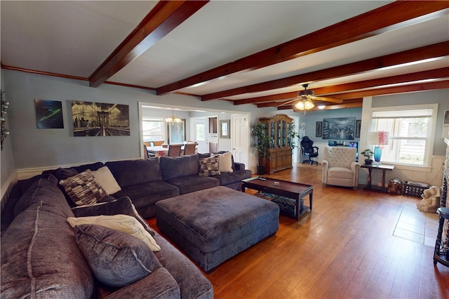 220 W Highland St, Siloam Springs, AR 72761 - living room featuring hardwood / wood-style floors, healthy amount of natural light, a chandelier, beam ceiling, and ceiling fan