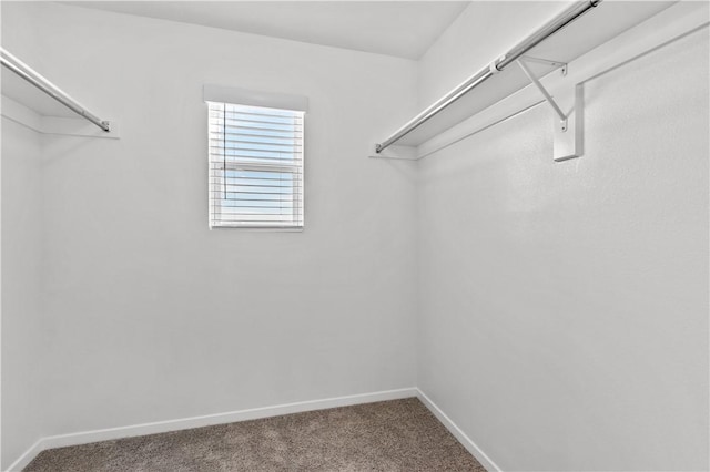 851 E Sparrow Cir, Fayetteville, AR 72701 - walk in closet featuring carpet floors