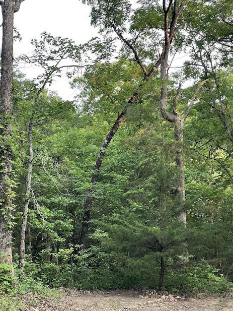 12812 Parker Branch Rd, West Fork, AR 72774