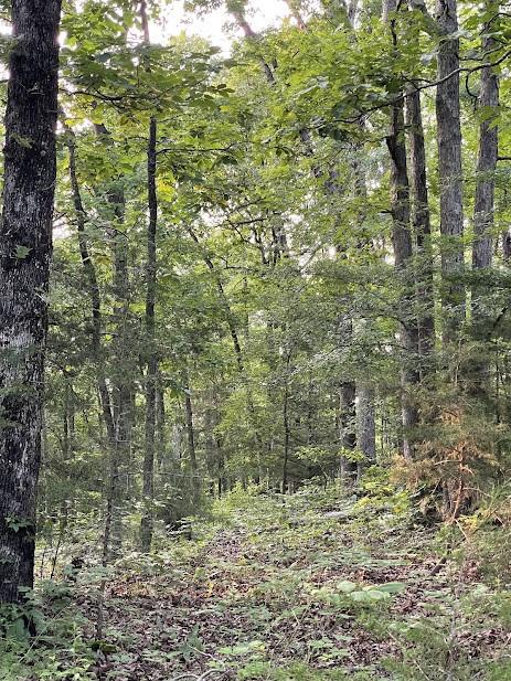 12812 Parker Branch Rd, West Fork, AR 72774