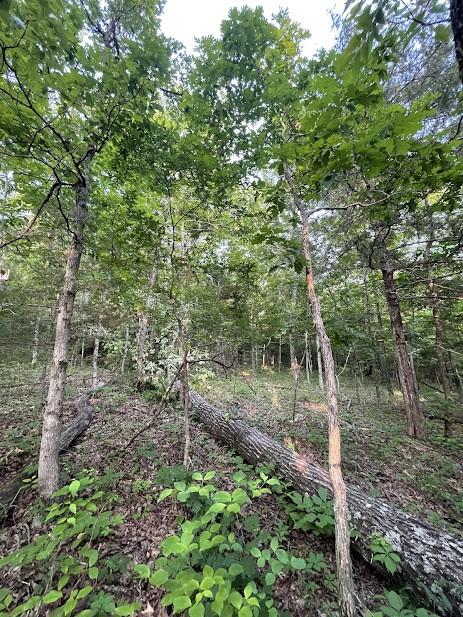 12812 Parker Branch Rd, West Fork, AR 72774 - photo 20