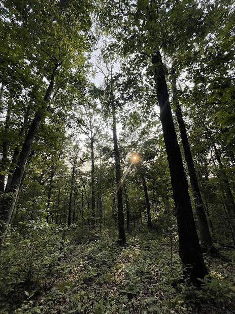 12812 Parker Branch Rd, West Fork, AR 72774