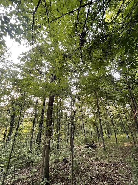12812 Parker Branch Rd, West Fork, AR 72774