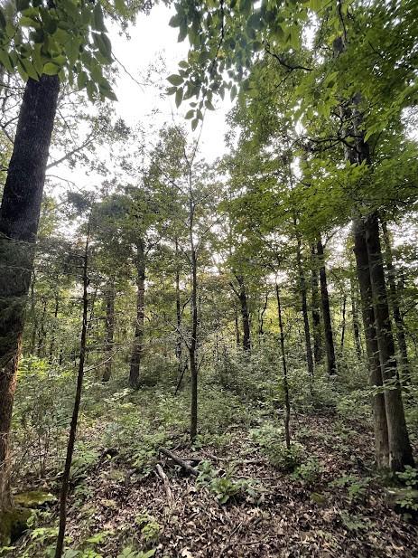 12812 Parker Branch Rd, West Fork, AR 72774