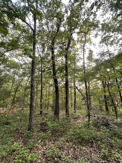 12812 Parker Branch Rd, West Fork, AR 72774 - photo 48