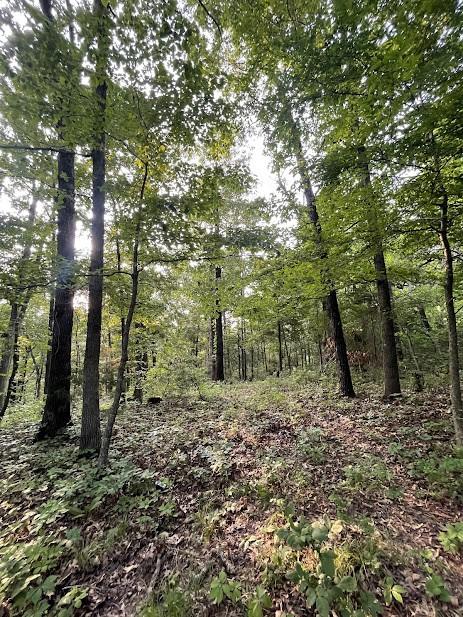 12812 Parker Branch Rd, West Fork, AR 72774