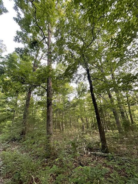 12812 Parker Branch Rd, West Fork, AR 72774