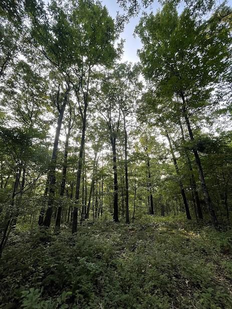 12812 Parker Branch Rd, West Fork, AR 72774