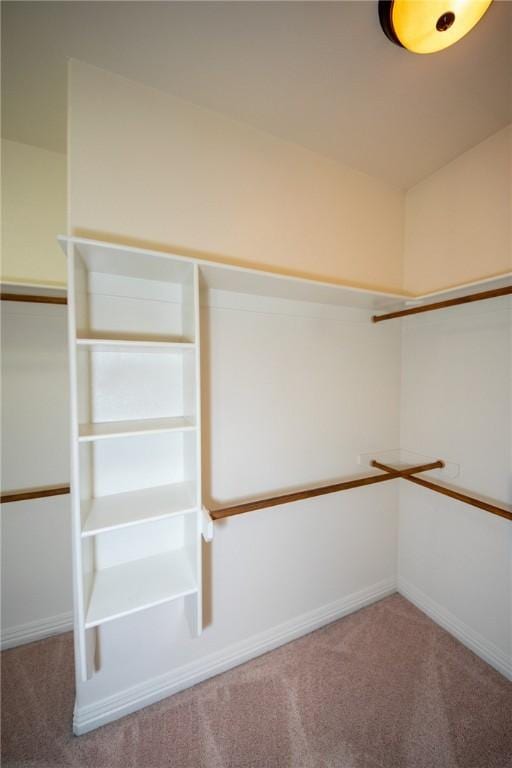 3402 Crosswinds Blvd, Bentonville, AR 72713 - walk in closet with carpet floors