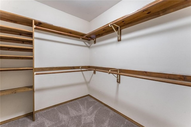 1206 Tru Ln, Rogers, AR 72756 - walk in closet featuring carpet flooring