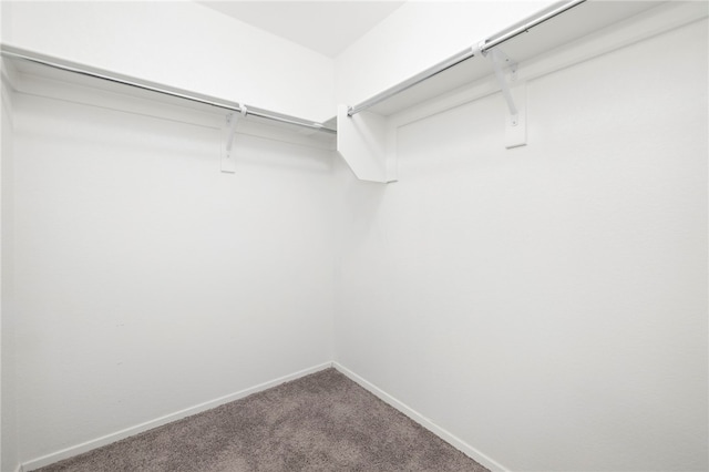 927 E Swift Dr, Fayetteville, AR 72701 - walk in closet with carpet