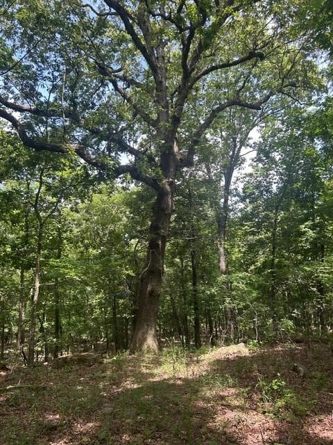 14295 Blue Mountain Rd, Prairie Grove, AR 72753 - photo 6
