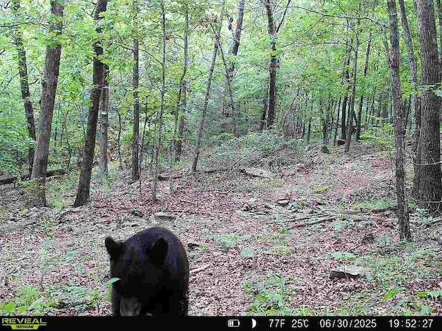 000 Hale Mountain Rd, Canehill, AR 72717 - photo 33