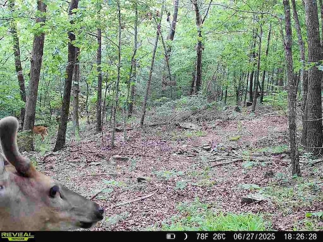 000 Hale Mountain Rd, Canehill, AR 72717 - photo 39