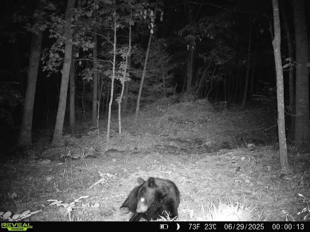 000 Hale Mountain Rd, Canehill, AR 72717 - photo 50