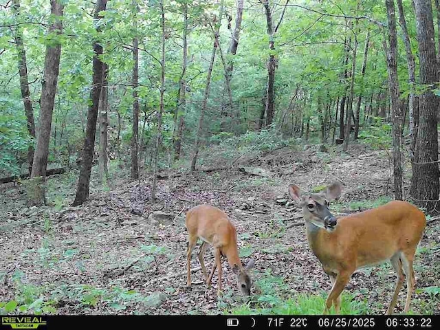 000 Hale Mountain Rd, Canehill, AR 72717 - photo 51