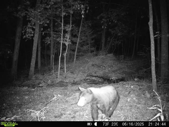 000 Hale Mountain Rd, Canehill, AR 72717 - photo 52