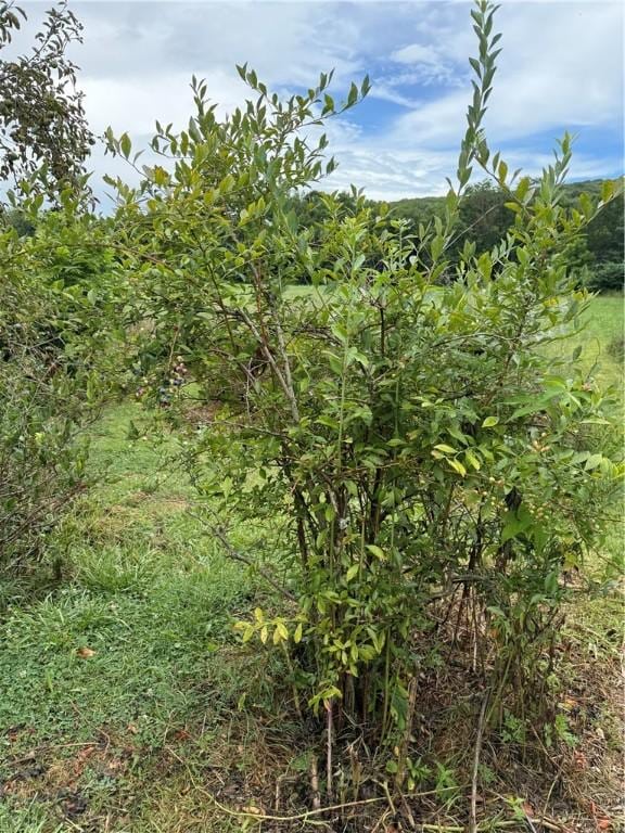 1724 Madison 5310, Witter, AR 72776 - photo 32
