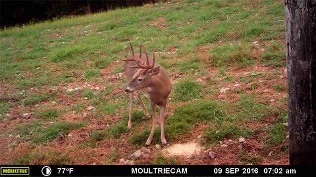 W Mountain Rd, Decatur, AR 72722 - photo 13