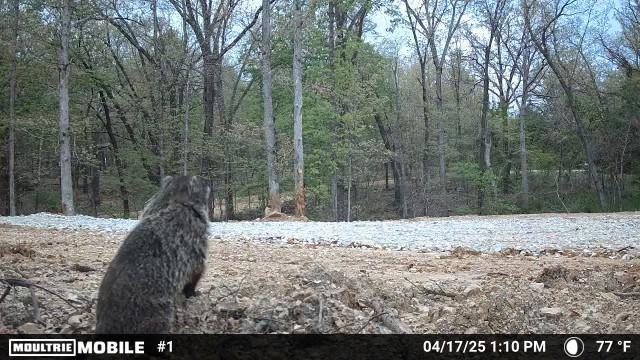 TRACT2 Curtis Rd, Gravette, AR 72736 - photo 15