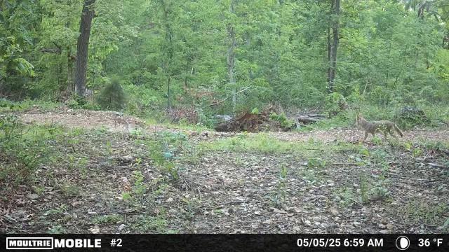 TRACT2 Curtis Rd, Gravette, AR 72736 - photo 16