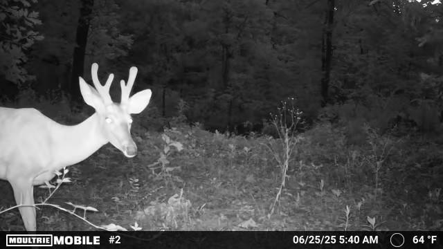 TRACT2 Curtis Rd, Gravette, AR 72736 - photo 17