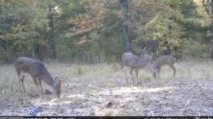 1357 Mc 3016, Harrison, AR 72601 - photo 52
