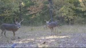 1357 Mc 3016, Harrison, AR 72601 - photo 53