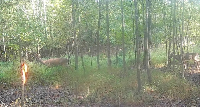 696 Old Hwy 66, Leslie, AR 72645 - photo 36