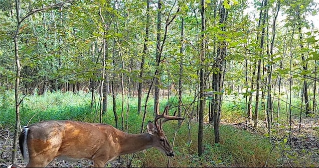 696 Old Hwy 66, Leslie, AR 72645 - photo 5