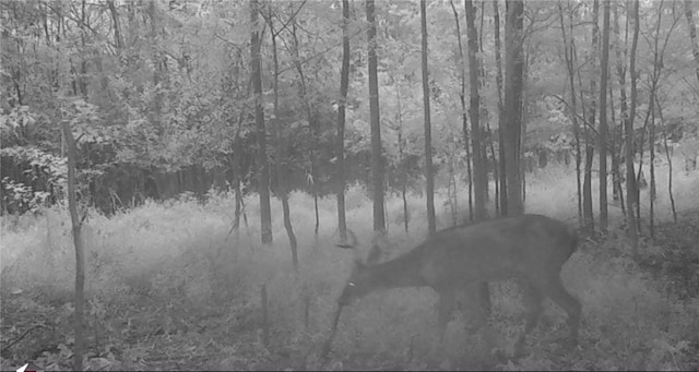 696 Old Hwy 66, Leslie, AR 72645 - photo 37