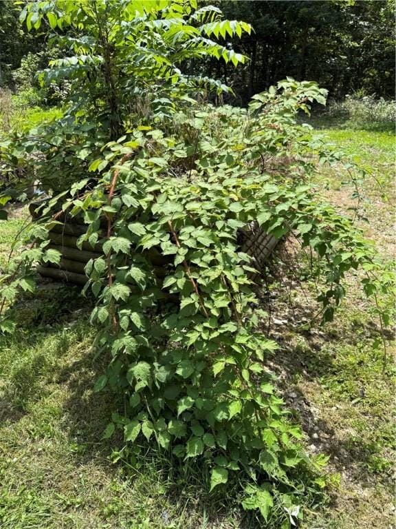 4585 County Road 560, Berryville, AR 72616 - photo 30