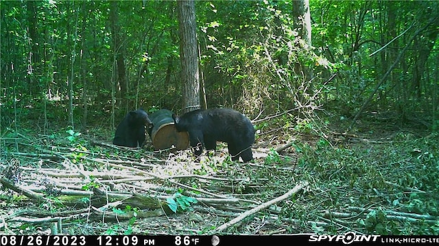 000 Madison 5390, Huntsville, AR 72740 - photo 26