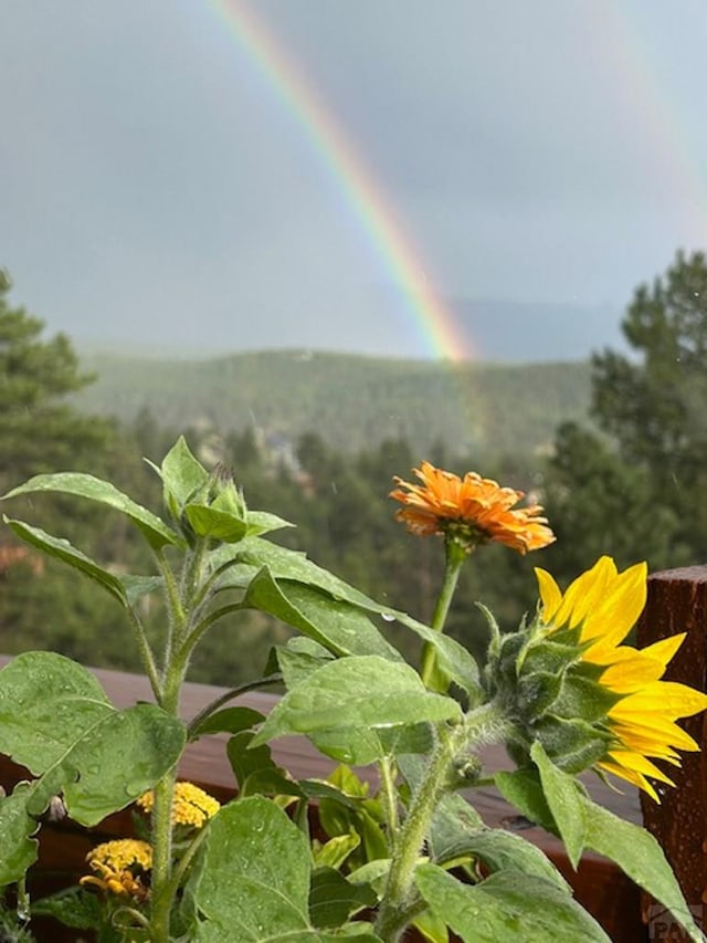 361 Crystal Peak Rd, Florissant, CO 80814 - view of exterior details