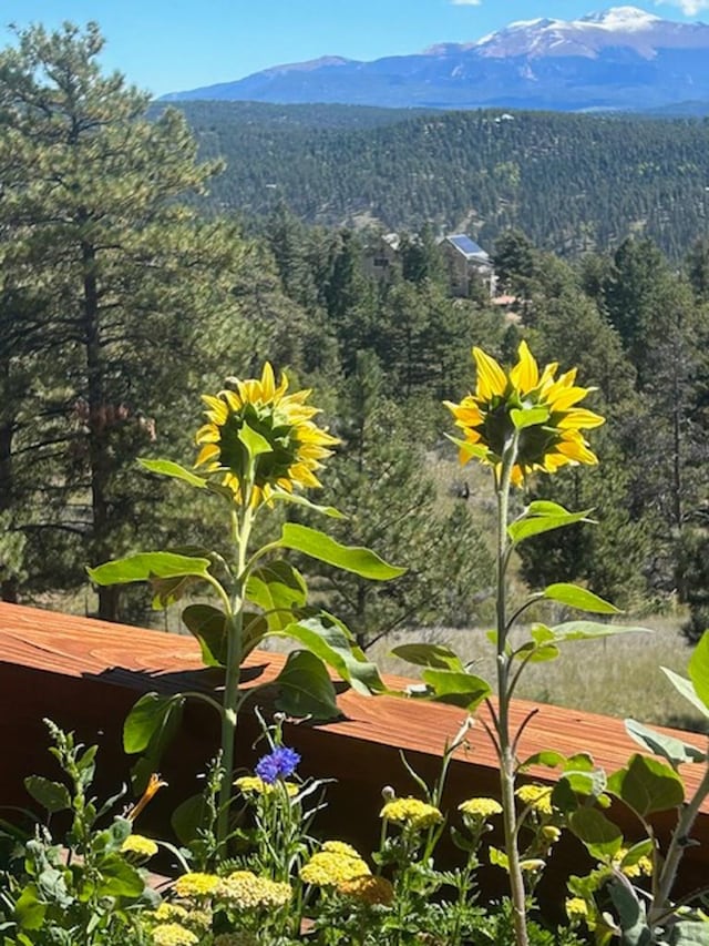 361 Crystal Peak Rd, Florissant, CO 80814 - mountain view with a view of trees