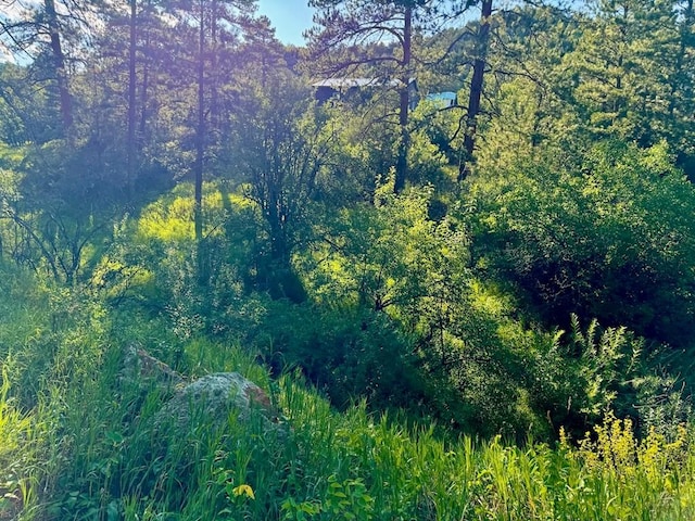 view of nature with a wooded view