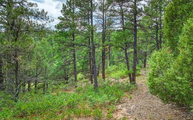 view of local wilderness featuring a wooded view