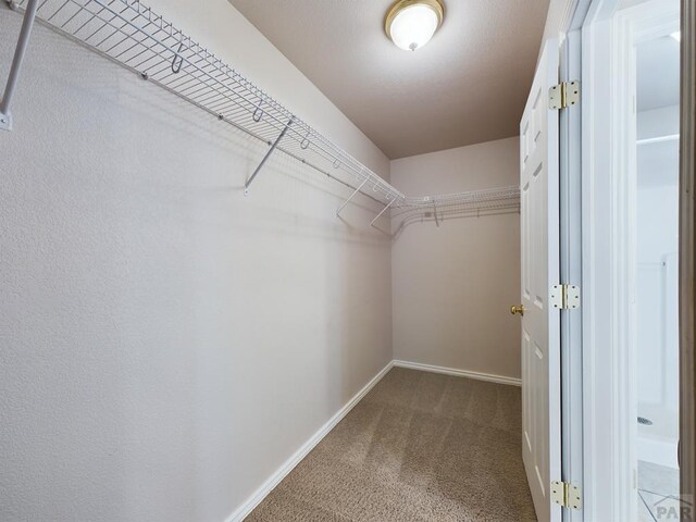 spacious closet with carpet